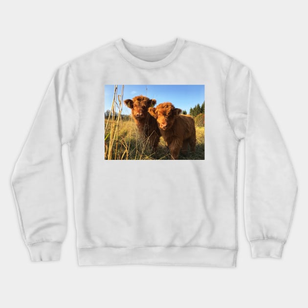 Scottish Highland Cattle Calves 1988 Crewneck Sweatshirt by SaarelaHighland